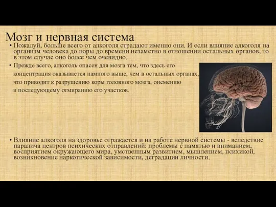 Мозг и нервная система Пожалуй, больше всего от алкоголя страдают именно они.