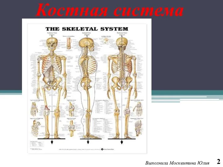 Костная система Выполнила Москвитина Юлия 2