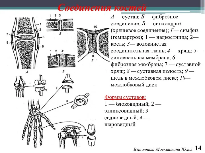 14 Выполнила Москвитина Юлия Соединения костей А — сустав; Б — фиброзное