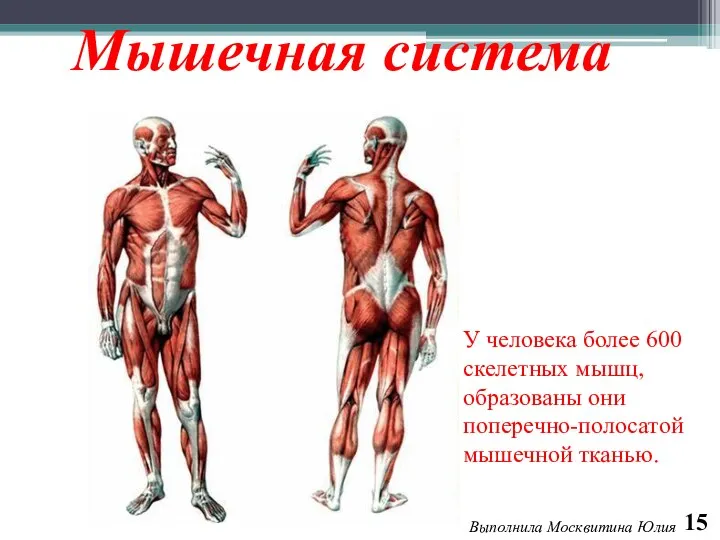 15 Выполнила Москвитина Юлия Мышечная система У человека более 600 скелетных мышц,