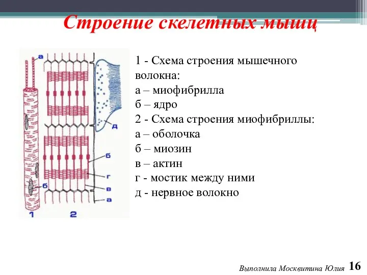 Строение скелетных мышц 1 - Схема строения мышечного волокна: а – миофибрилла