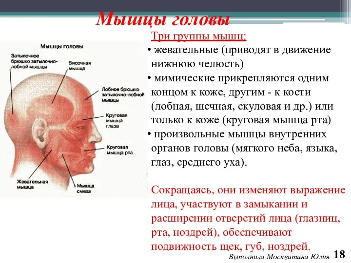 Выполнила Москвитина Юлия 18 Мышцы головы Три группы мышц: жевательные (приводят в