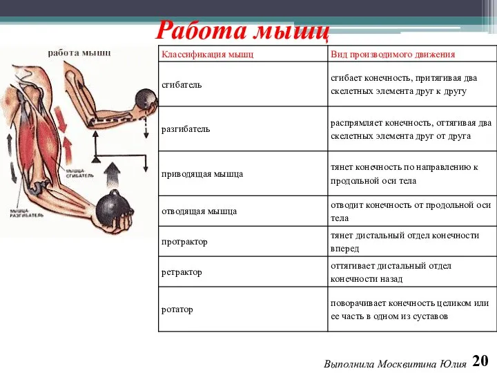 20 Выполнила Москвитина Юлия Работа мышц