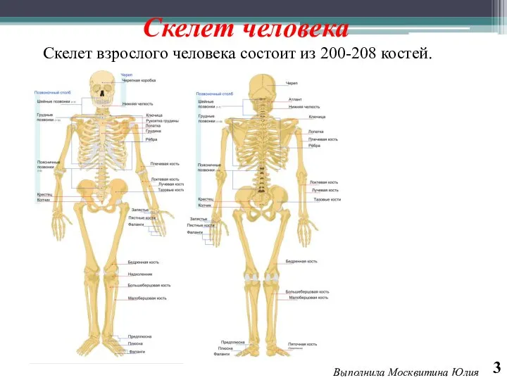 Выполнила Москвитина Юлия Скелет взрослого человека состоит из 200-208 костей. Скелет человека 3