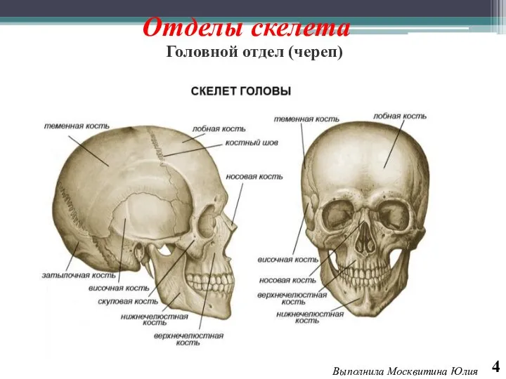 Отделы скелета Головной отдел (череп) 4 Выполнила Москвитина Юлия