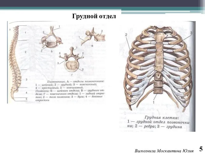 Грудной отдел 5 Выполнила Москвитина Юлия