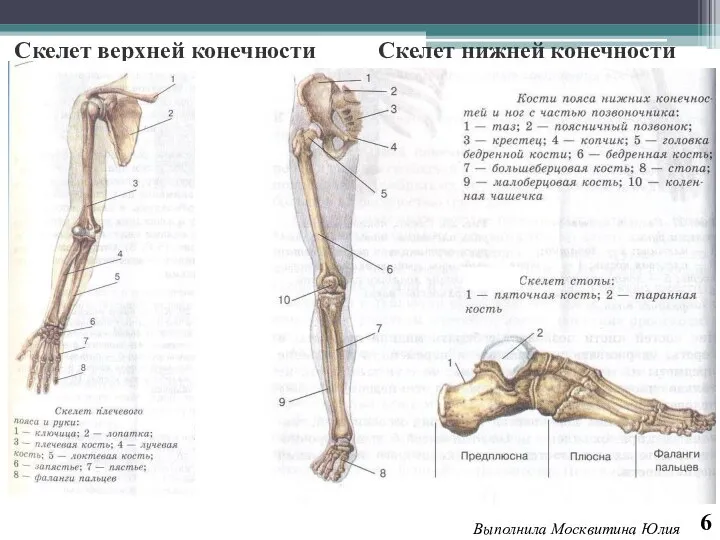 Скелет верхней конечности Скелет нижней конечности 6 Выполнила Москвитина Юлия