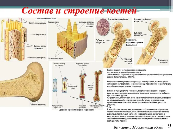 Состав и строение костей 9 Выполнила Москвитина Юлия