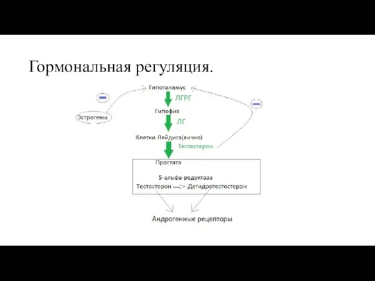 Гормональная регуляция.