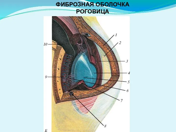 ФИБРОЗНАЯ ОБОЛОЧКА РОГОВИЦА