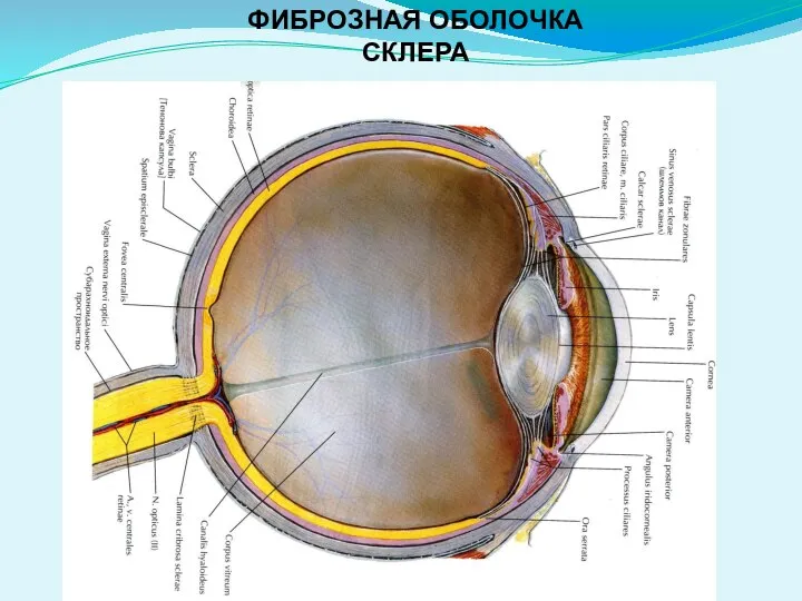 ФИБРОЗНАЯ ОБОЛОЧКА СКЛЕРА