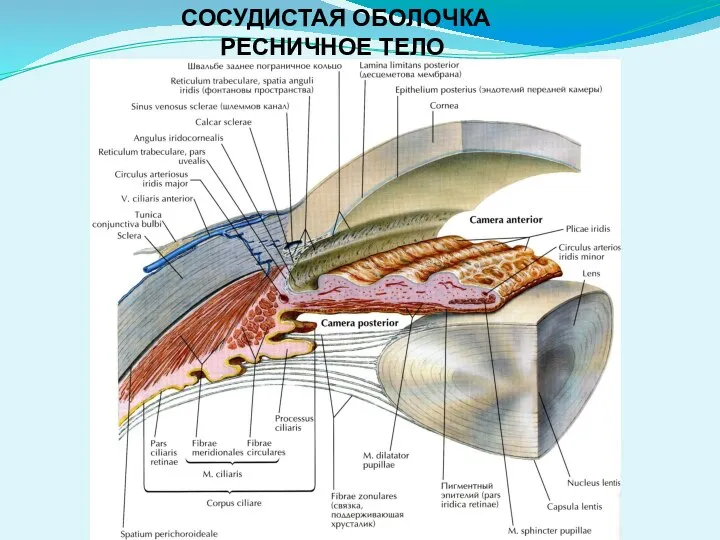 СОСУДИСТАЯ ОБОЛОЧКА РЕСНИЧНОЕ ТЕЛО