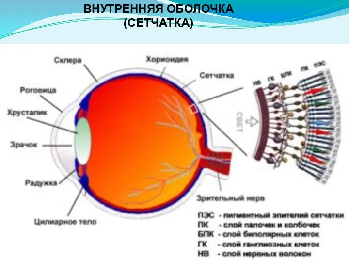 ВНУТРЕННЯЯ ОБОЛОЧКА (СЕТЧАТКА)