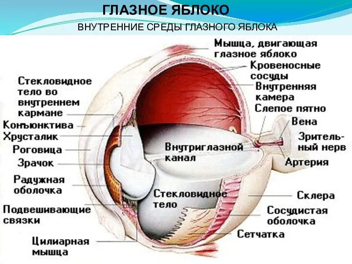 ВНУТРЕННИЕ СРЕДЫ ГЛАЗНОГО ЯБЛОКА ГЛАЗНОЕ ЯБЛОКО