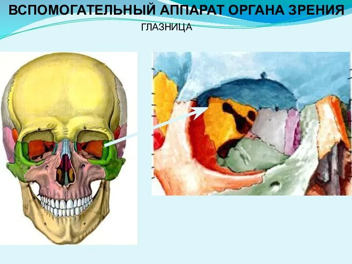 ГЛАЗНИЦА ВСПОМОГАТЕЛЬНЫЙ АППАРАТ ОРГАНА ЗРЕНИЯ