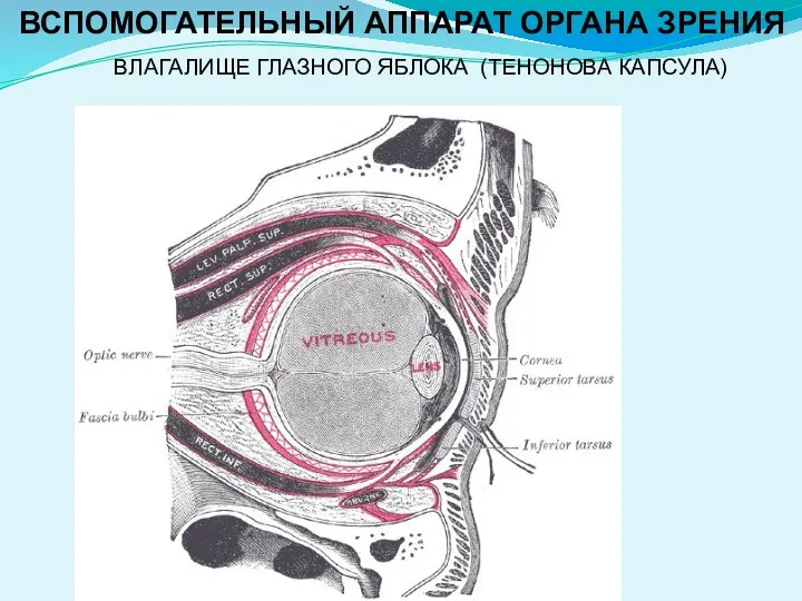 ВЛАГАЛИЩЕ ГЛАЗНОГО ЯБЛОКА (ТЕНОНОВА КАПСУЛА) ВСПОМОГАТЕЛЬНЫЙ АППАРАТ ОРГАНА ЗРЕНИЯ