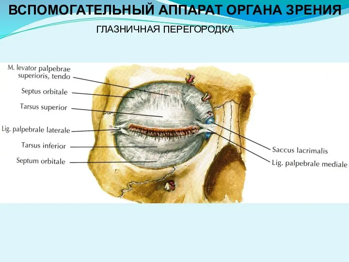 ВСПОМОГАТЕЛЬНЫЙ АППАРАТ ОРГАНА ЗРЕНИЯ ГЛАЗНИЧНАЯ ПЕРЕГОРОДКА