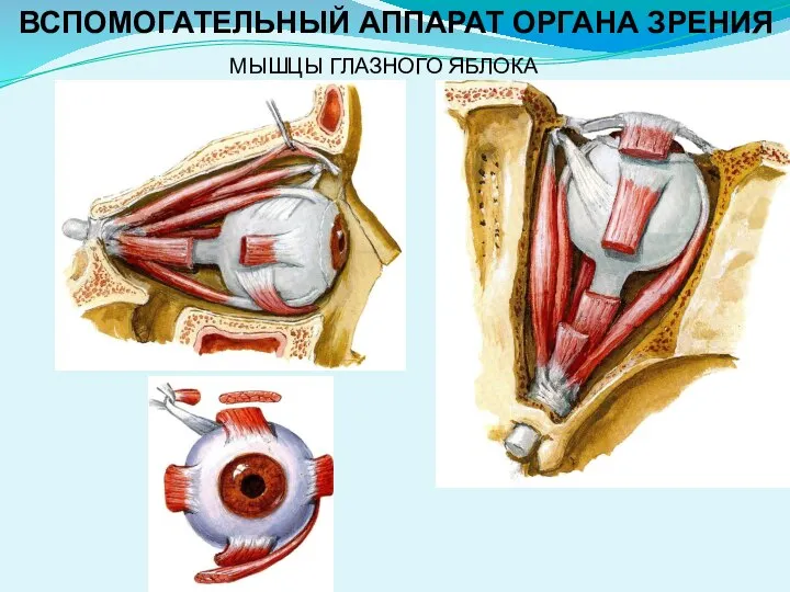 МЫШЦЫ ГЛАЗНОГО ЯБЛОКА ВСПОМОГАТЕЛЬНЫЙ АППАРАТ ОРГАНА ЗРЕНИЯ