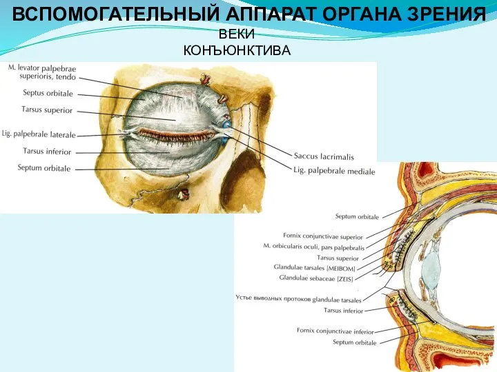 ВЕКИ КОНЪЮНКТИВА ВСПОМОГАТЕЛЬНЫЙ АППАРАТ ОРГАНА ЗРЕНИЯ