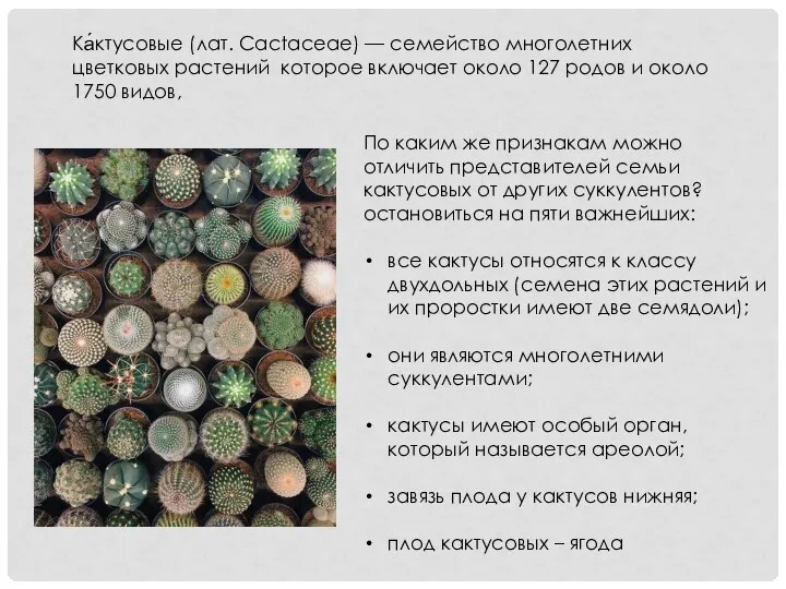 Ка́ктусовые (лат. Cactaceae) — семейство многолетних цветковых растений которое включает около 127