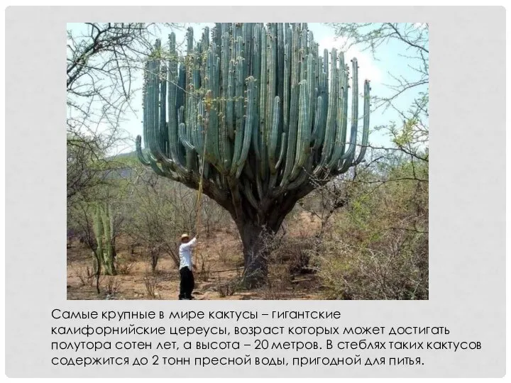 Самые крупные в мире кактусы – гигантские калифорнийские цереусы, возраст которых может