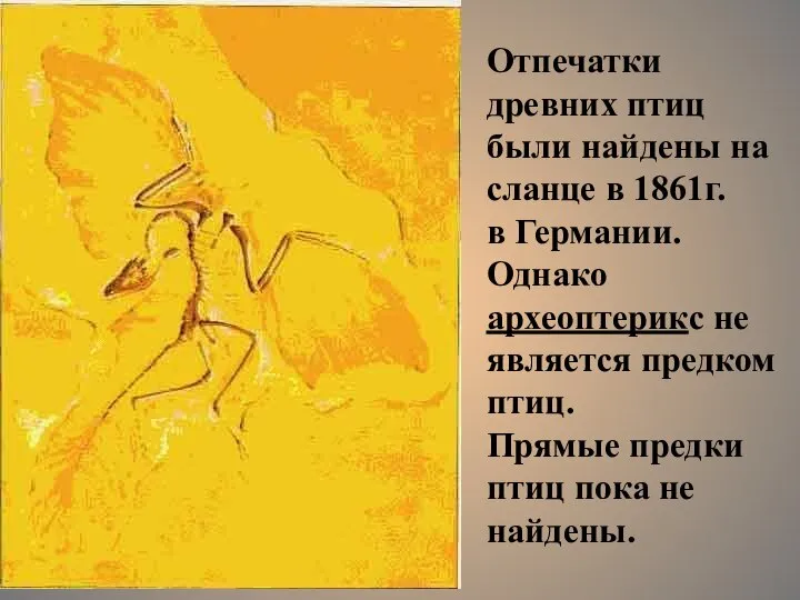 Отпечатки древних птиц были найдены на сланце в 1861г. в Германии. Однако