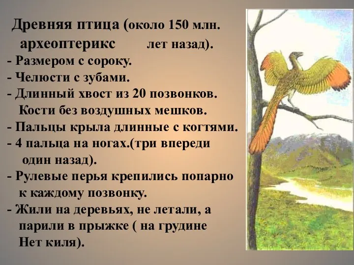 Древняя птица (около 150 млн. археоптерикс лет назад). Размером с сороку. Челюсти