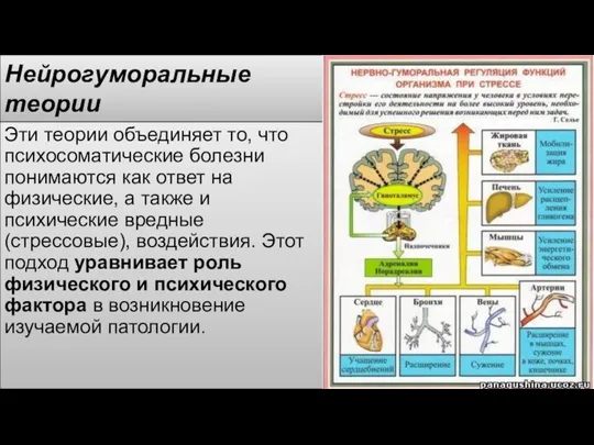 Нейрогуморальные теории Эти теории объединяет то, что психосоматические болезни понимаются как ответ