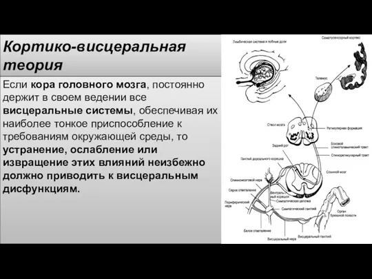 Кортико-висцеральная теория Если кора головного мозга, постоянно держит в своем ведении все