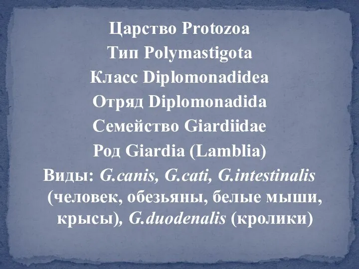 Царство Protozoa Тип Polymastigota Класс Diplomonadidea Отряд Diplomonadida Семейство Giardiidae Род Giardia