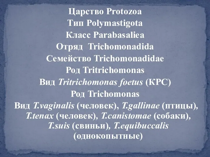 Царство Protozoa Тип Polymastigota Класс Parabasaliea Отряд Trichomonadida Семейство Trichomonadidae Род Tritrichomonas