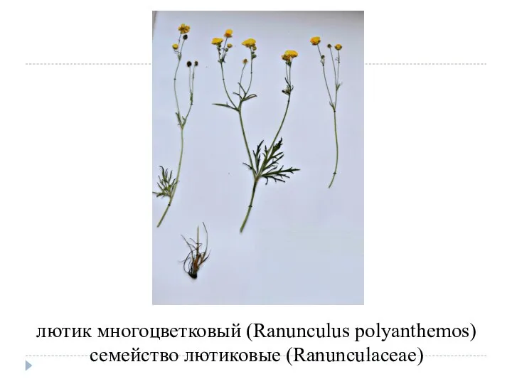 лютик многоцветковый (Ranunculus polyanthemos) семейство лютиковые (Ranunculaceae)