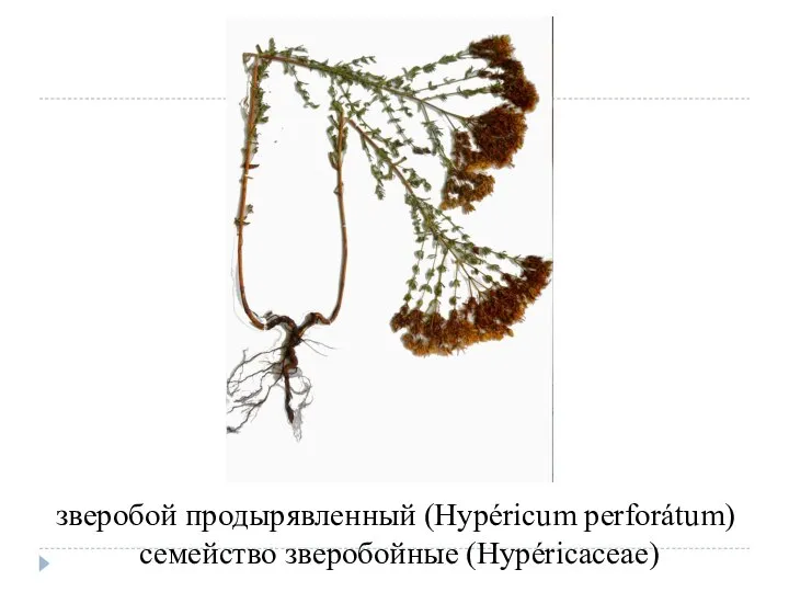 зверобой продырявленный (Hypéricum perforátum) семейство зверобойные (Hypéricaceae)