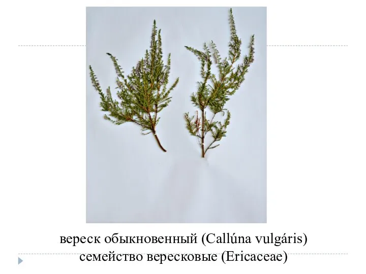 вереск обыкновенный (Callúna vulgáris) семейство вересковые (Ericaceae)