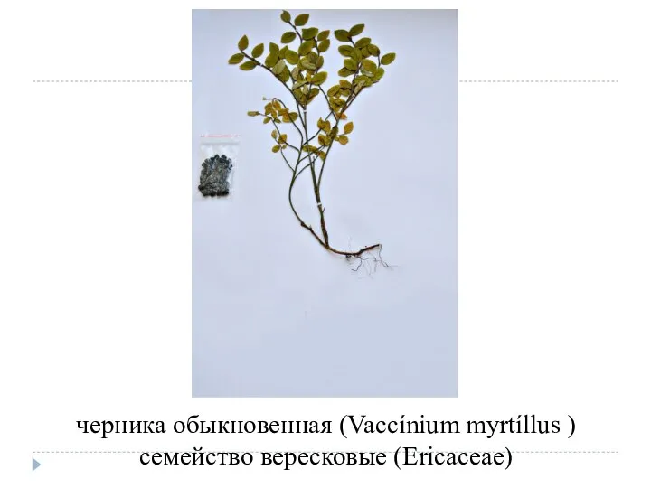 черника обыкновенная (Vaccínium myrtíllus ) семейство вересковые (Ericaceae)