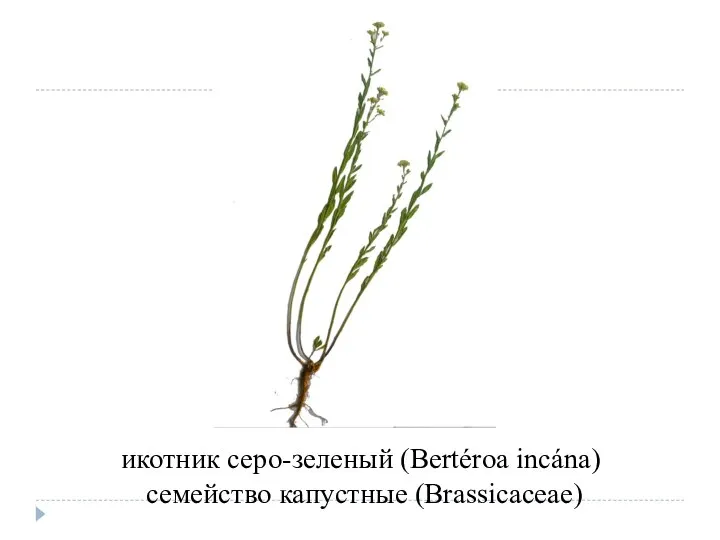 икотник серо-зеленый (Bertéroa incána) семейство капустные (Brassicaceae)