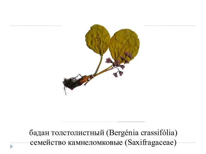 бадан толстолистный (Bergénia crassifólia) семейство камнеломковые (Saxifragaceae)