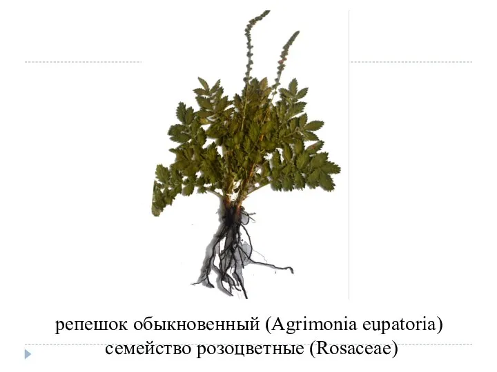 репешок обыкновенный (Agrimonia eupatoria) семейство розоцветные (Rosaceae)