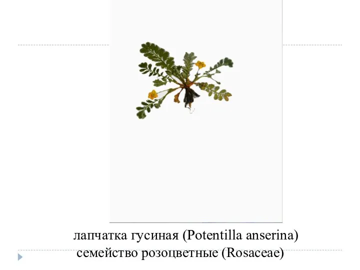 лапчатка гусиная (Potentilla anserina) семейство розоцветные (Rosaceae)