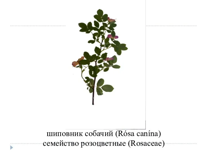 шиповник собачий (Rósa canína) семейство розоцветные (Rosaceae)