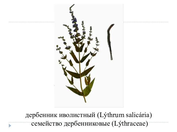 дербенник иволистный (Lýthrum salicária) семейство дербенниковые (Lýthraceae)