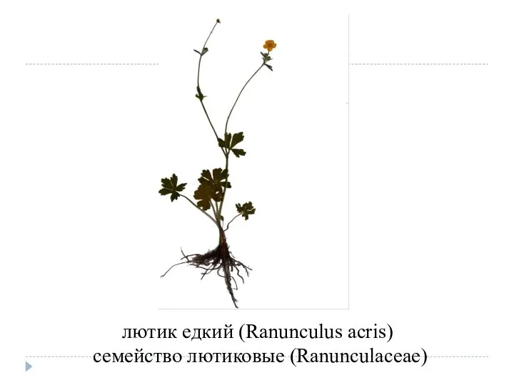 лютик едкий (Ranunculus acris) семейство лютиковые (Ranunculaceae)