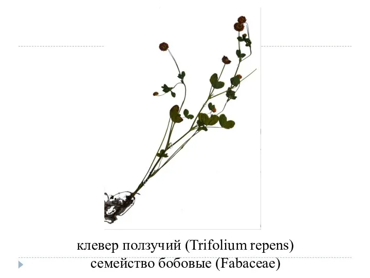 клевер ползучий (Trifolium repens) семейство бобовые (Fabaceae)