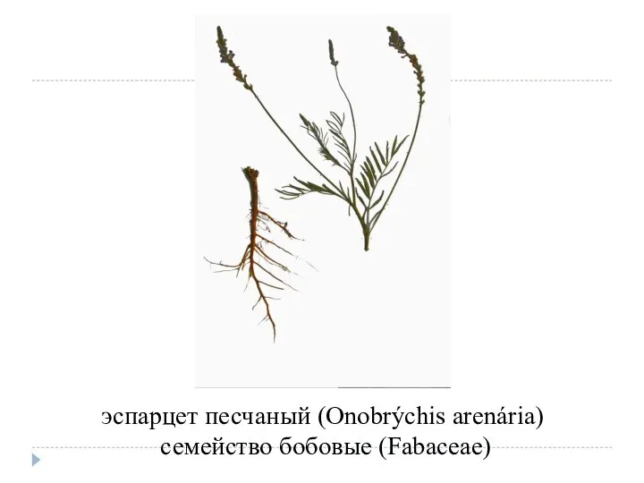 эспарцет песчаный (Onobrýchis arenária) семейство бобовые (Fabaceae)