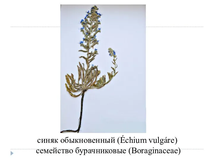 синяк обыкновенный (Échium vulgáre) семейство бурачниковые (Boraginaceae)