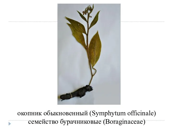 окопник обыкновенный (Symphytum officinale) семейство бурачниковые (Boraginaceae)