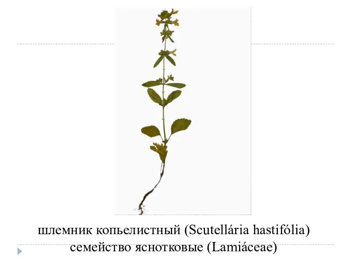 шлемник копьелистный (Scutellária hastifólia) семейство яснотковые (Lamiáceae)