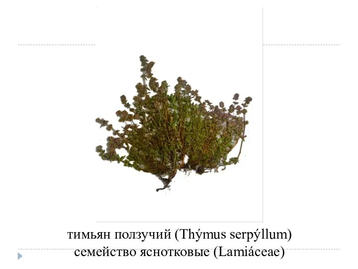 тимьян ползучий (Thýmus serpýllum) семейство яснотковые (Lamiáceae)