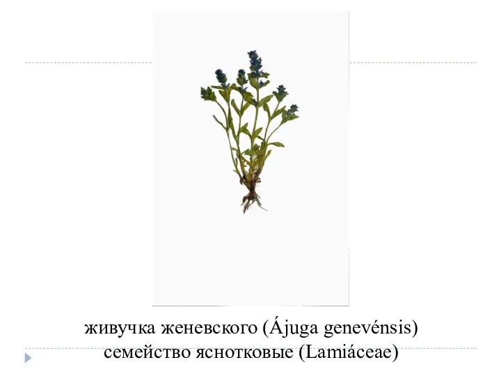 живучка женевского (Ájuga genevénsis) семейство яснотковые (Lamiáceae)