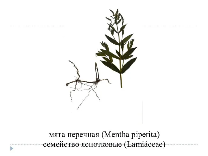 мята перечная (Mentha piperita) семейство яснотковые (Lamiáceae)